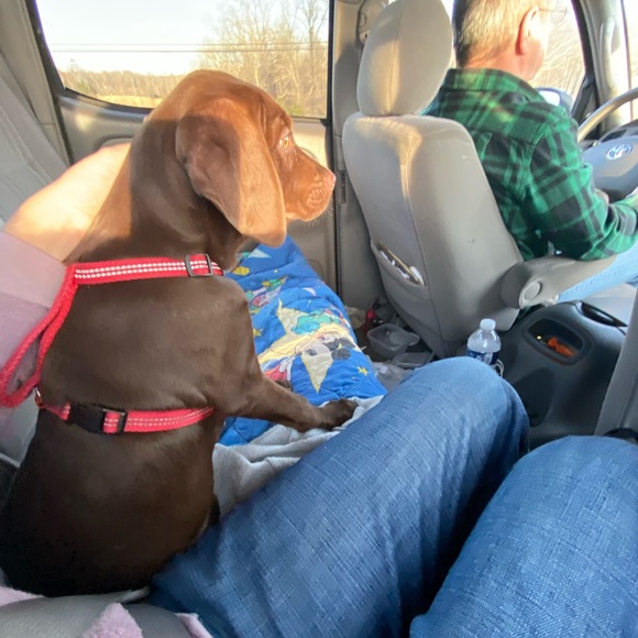 Meet Bailey Part 2 we have 2nd cat—Jaycee pics coming soon. She was my moms - Picture 13 of 16